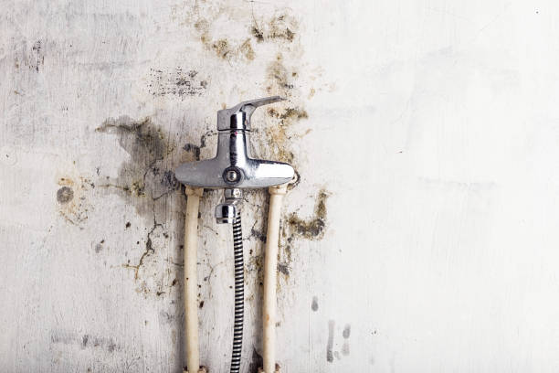 Best Post-Flood Mold Remediation in Hialeah, FL